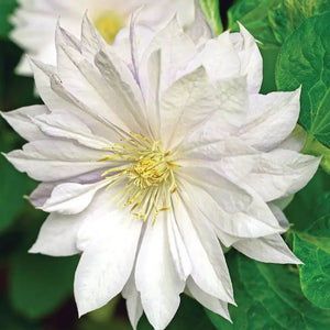 Clematis Duchess of Edinburgh