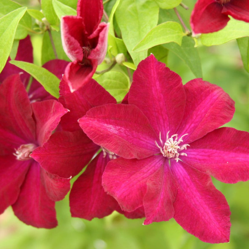 Clematis Rouge Cardinal