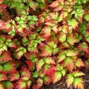 Astilbe 'Color Flash Lime'