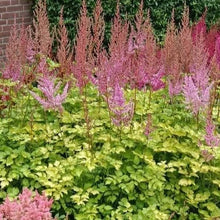 Load image into Gallery viewer, Astilbe &#39;Color Flash Lime&#39;
