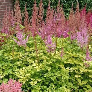 Astilbe 'Color Flash Lime'