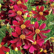 Load image into Gallery viewer, Coreopsis &#39;Red Satin&#39;

