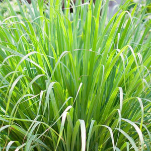 Cymbopogon citratus / lemongrass