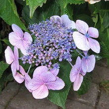 Load image into Gallery viewer, Hydrangea macrophylla &#39;Blue Wave&#39; (1 gallon size)
