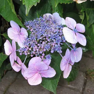 Hydrangea macrophylla 'Blue Wave' (1 gallon size)