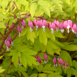 Dicentra 'Ruby Gold' / bleeding heart