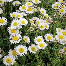 Load image into Gallery viewer, Erigeron pulchellus / Robin&#39;s Plantain
