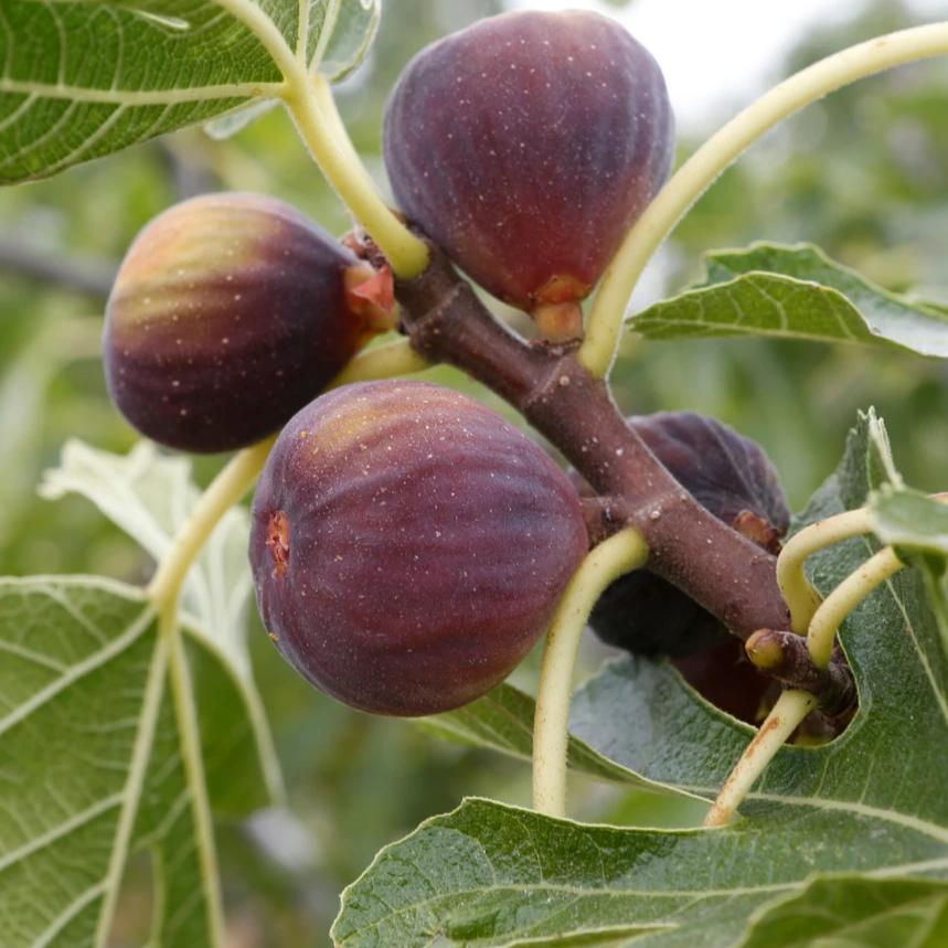 Ficus 'Olympian' / Fig tree 3 gallon size