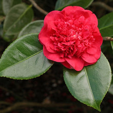 Load image into Gallery viewer, Camellia 'Fire Falls' 3 gallon size
