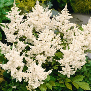 Astilbe 'Deutschland'