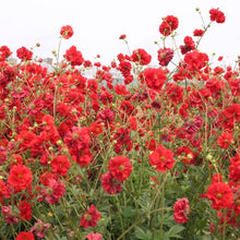 Load image into Gallery viewer, Geum 'Blazing Sunset' / Avens (quart)
