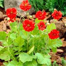 Load image into Gallery viewer, Geum 'Blazing Sunset' / Avens (quart)
