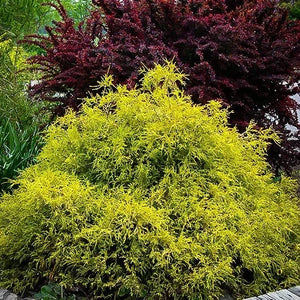 Chamaecyparis / Gold Mop False Cypress