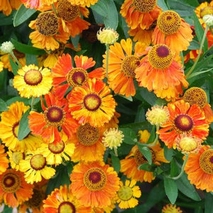 Helenium Mardi Gras / helen's flower