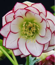 Load image into Gallery viewer, Helleborus &#39;Fire &amp; Ice&#39; / Lenten Rose

