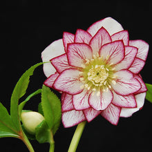 Load image into Gallery viewer, Helleborus &#39;Fire &amp; Ice&#39; / Lenten Rose
