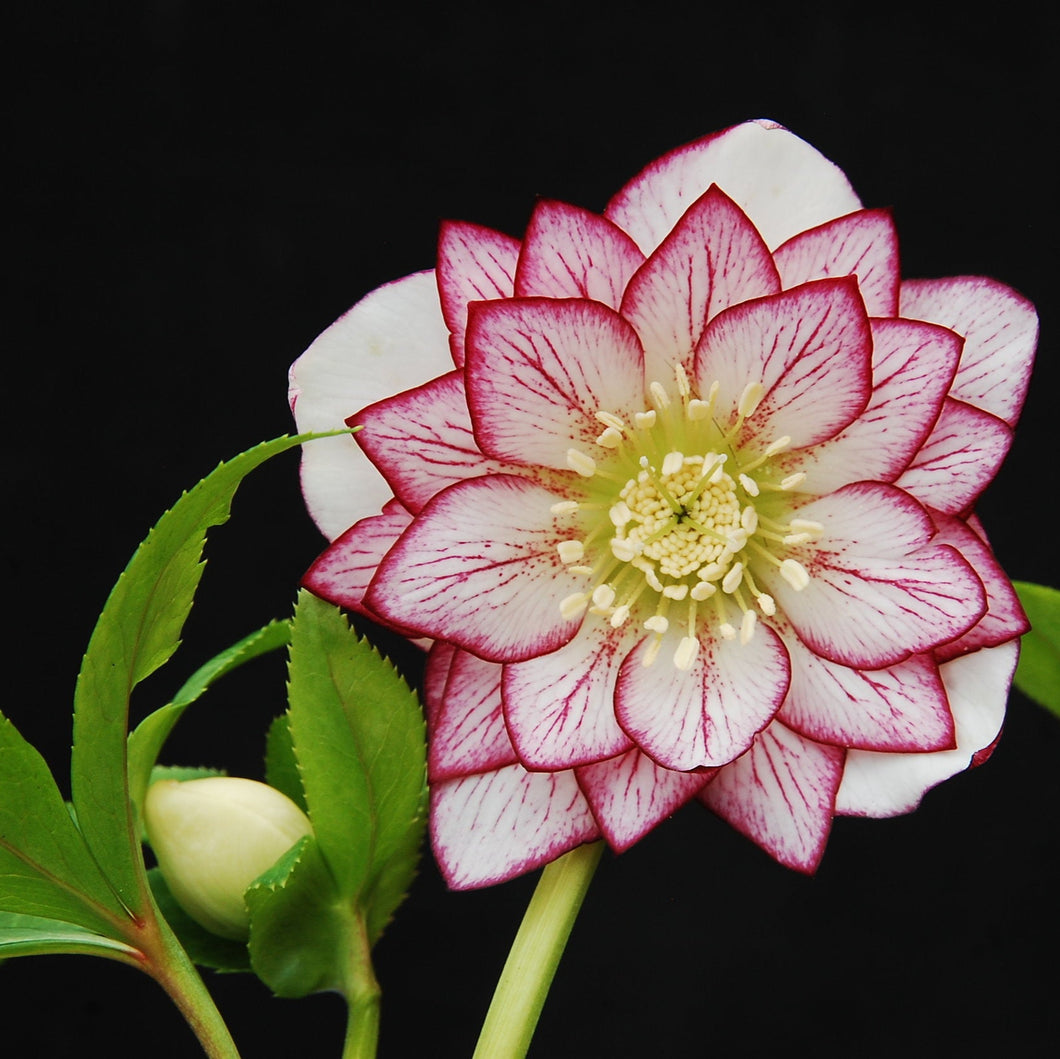 Helleborus 'Fire & Ice' / Lenten Rose