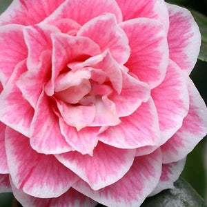 Camellia 'Herme' 1 gallon size