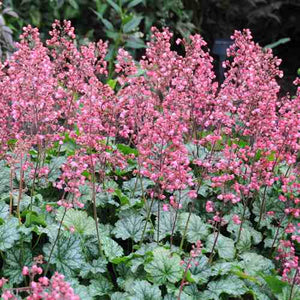 Heuchera 'Paris' / coral bells