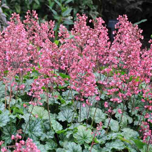 Heuchera 'Paris' / coral bells
