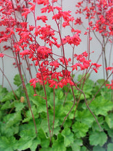 Load image into Gallery viewer, Heuchera 'Firefly' / coral bells
