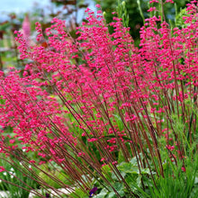Load image into Gallery viewer, Heuchera 'Firefly' / coral bells
