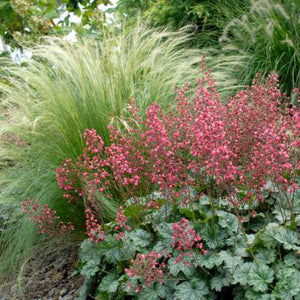Heuchera 'Paris' / coral bells