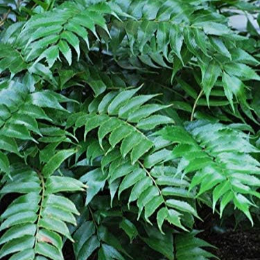 Cyrtomium 'Rochfordianum' / holly fern