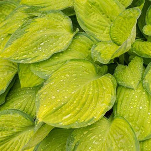 Hosta 'Guacamole' 1 gallon