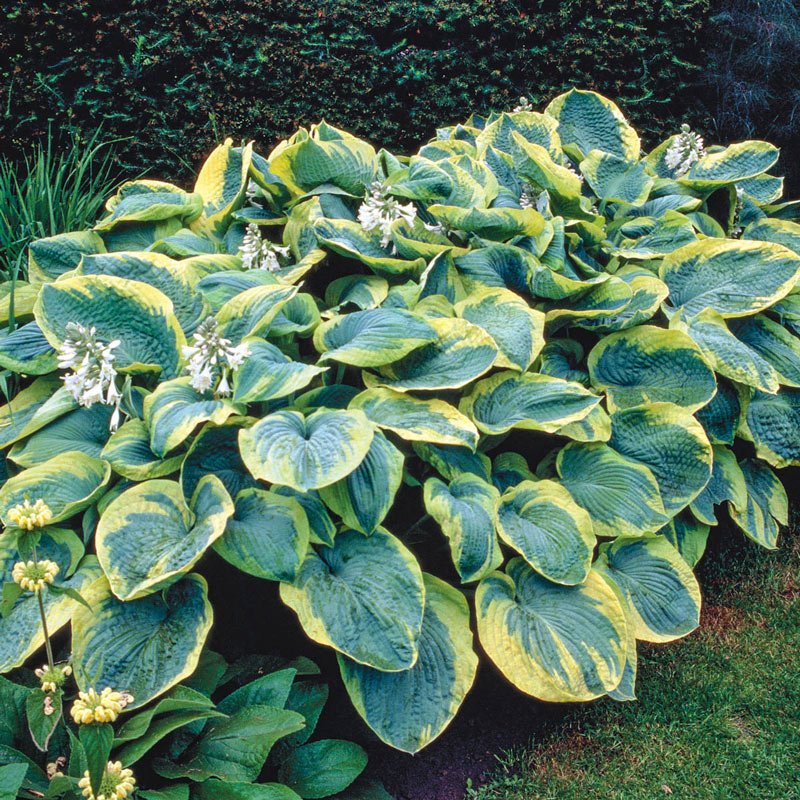 Hosta 'Frances Williams' 2 gallon
