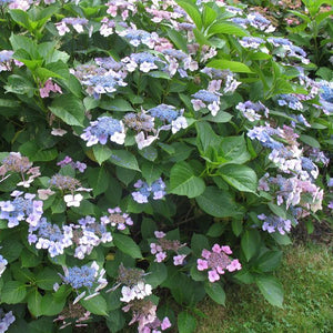 Hydrangea macrophylla 'Blue Wave' (1 gallon size)
