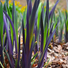 Load image into Gallery viewer, Iris versicolor &#39;Purple Flame&#39; / Blue flag Iris
