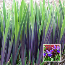 Load image into Gallery viewer, Iris versicolor &#39;Purple Flame&#39; / Blue flag Iris
