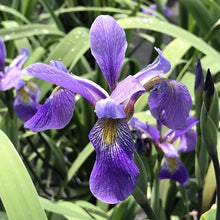 Load image into Gallery viewer, Iris versicolor &#39;Purple Flame&#39; / Blue flag Iris
