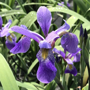 Iris versicolor 'Purple Flame' / Blue flag Iris