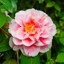 Load image into Gallery viewer, Camellia &#39;Lady Vansittart&#39; 1 gallon size
