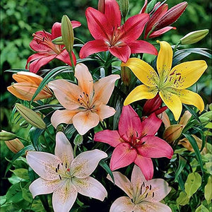 Asiatic lily mystery color