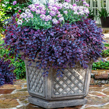 Load image into Gallery viewer, .Tree/shrub: Loropetalum 'Purple Daydream' / dwarf Chinese fringe flower 3 gallon
