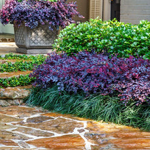 Load image into Gallery viewer, .Tree/shrub: Loropetalum 'Purple Daydream' / dwarf Chinese fringe flower 3 gallon

