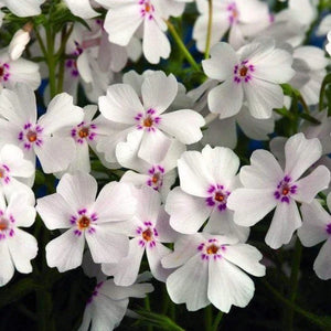 Phlox subulata 'Amazing Grace' / Moss phlox (quart size)