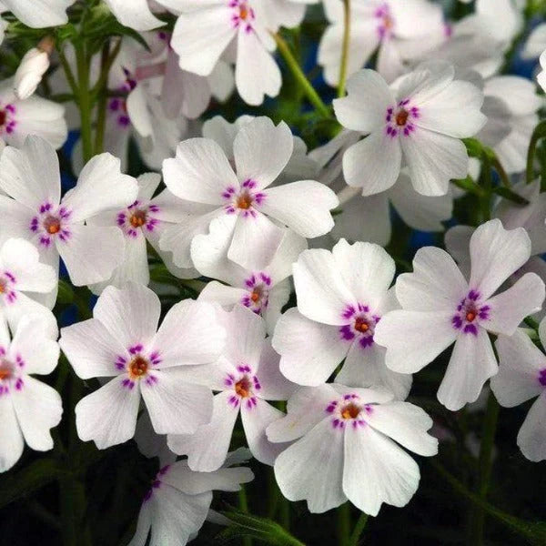Phlox subulata 'Amazing Grace' / Moss phlox (quart size)