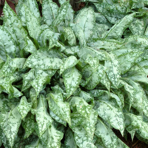 Pulmonaria 'High Contrast' / Lungwort