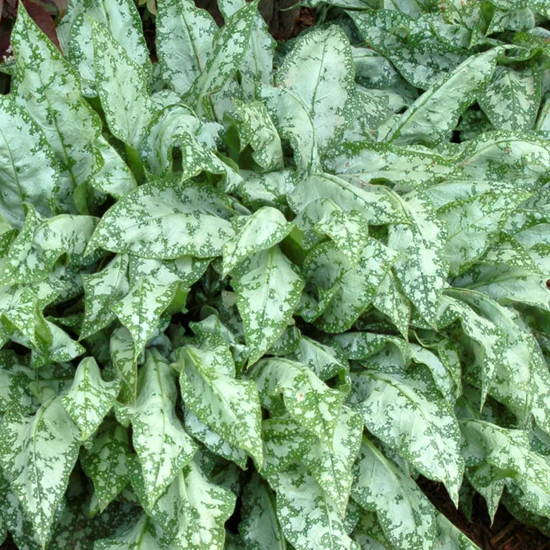 Pulmonaria 'High Contrast' / Lungwort