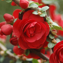 Load image into Gallery viewer, .Tree/shrub: Chaenomeles 'Double Take Scarlet' / Flowering Quince
