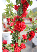 Load image into Gallery viewer, .Tree/shrub: Chaenomeles 'Double Take Scarlet' / Flowering Quince
