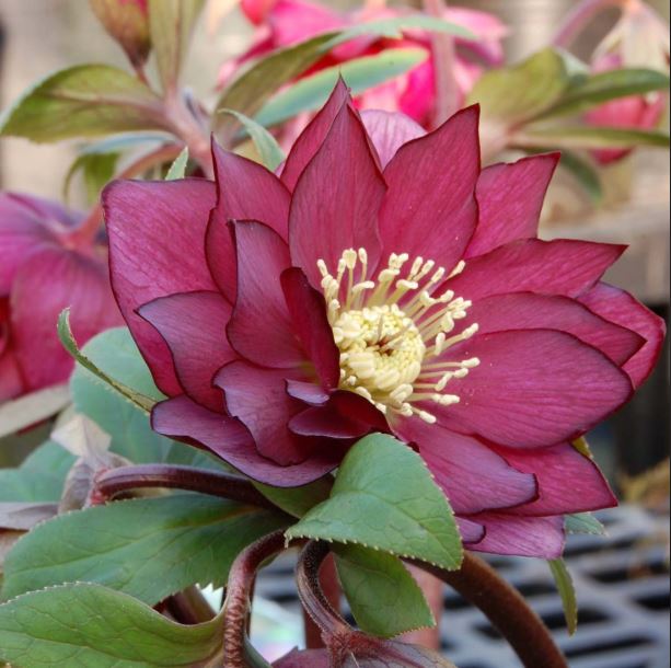Helleborus 'Red Sapphire' / Lenten Rose