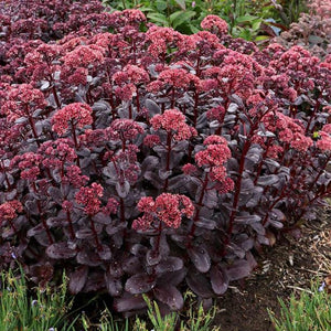 Sedum 'Touchdown Teak' / Stonecrop