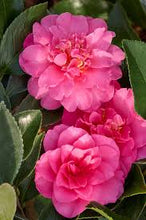 Load image into Gallery viewer, Camellia 'Showa no sakae' 3 gallon size
