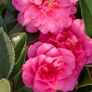 Load image into Gallery viewer, Camellia 'Showa no sakae' 3 gallon size
