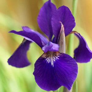 Iris, Siberian, purple